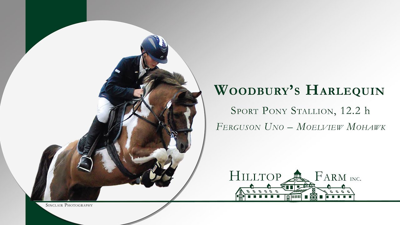 Woodburys Harlequin - 12.2hh Colored Pony Stallion